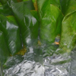 Moinmoin Leaves – $20 per bunch - Image 2