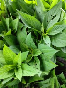 . Shoko Leaves – $10 per bunch Shoko, also known as Lagos spinach, is perfect for Efo Riro and other vegetable-based dishes, offering a rich, fresh taste.