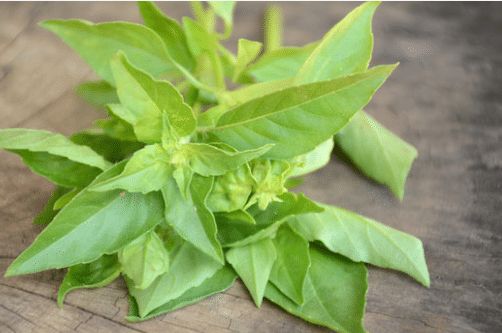 Curry Leaves – $15 per bunch