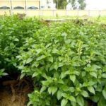 Curry Leaves – $15 per bunch - Image 2