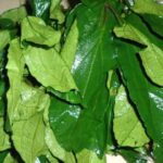 Ugu (Pumpkin Leaves) – $10 per bunch - Image 4